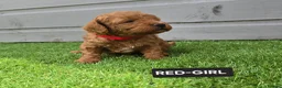 Toy Poodle dogs for sale: STUNNING RED KC TOY POODLE 🤩🐶 - Advert 21
