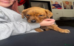 Mixed Breed dogs for sale: Rottweiler X American Bulldogs  - Image 5
