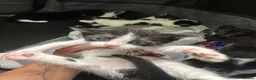 Domestic Shorthair cats for sale: BEAUTIFUL BLACK & White Tuxedo Kittens  in Ilford - Advert 12