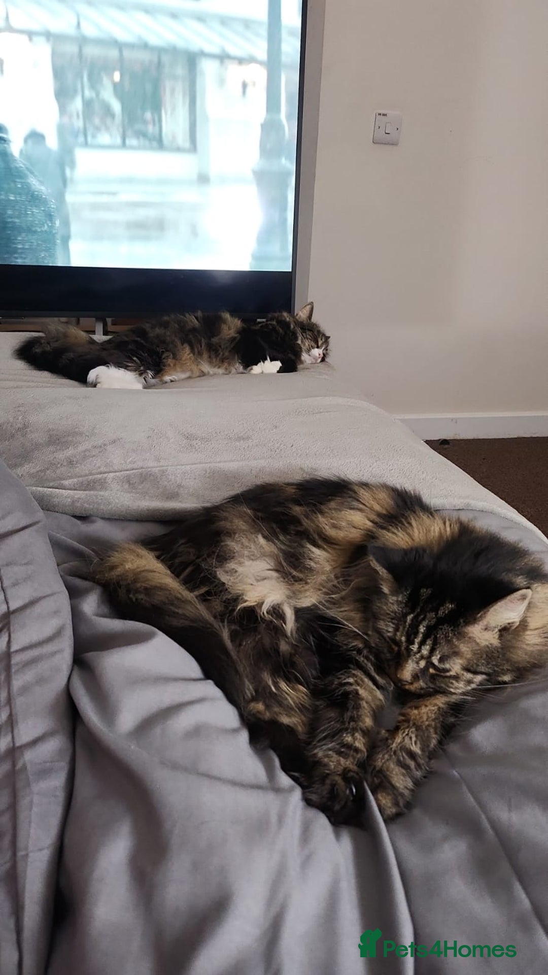 Mixed Breed cats for sale: 2 Tabby Ragdoll sisters in need of rehoming - Advert 4