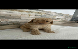 Labradoodle dogs for sale: Labradoodle puppies looking for their forever home - Image 2