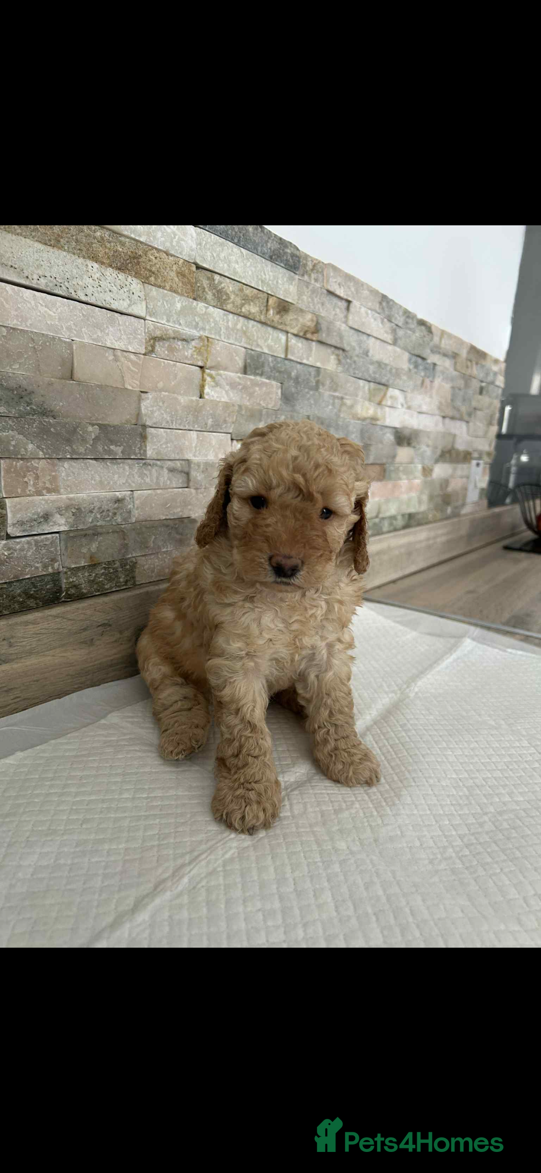 Labradoodle dogs for sale: Labradoodle puppies looking for their forever home - Image 2