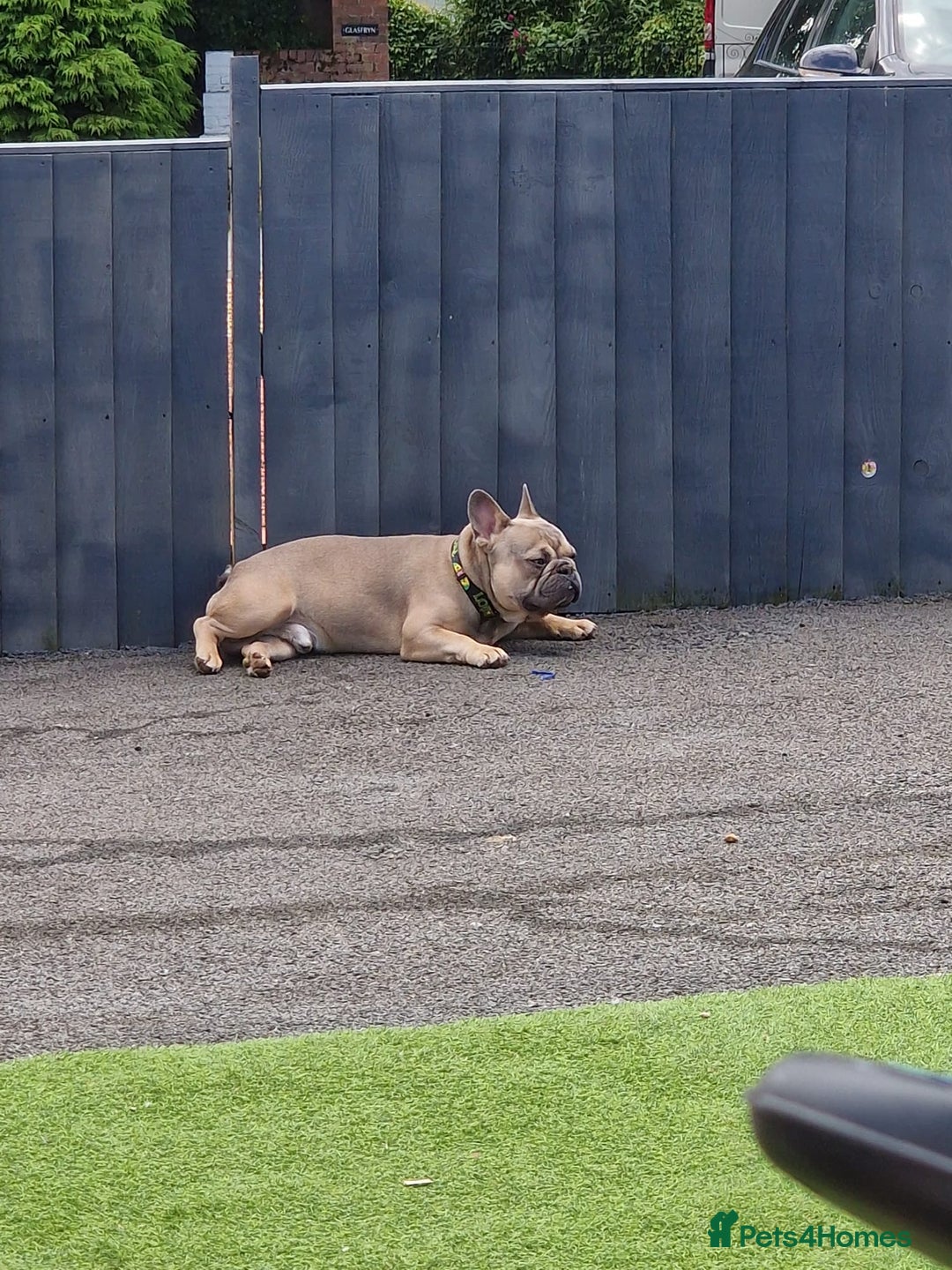 French Bulldog dogs for sale: French bulldog - Image 4
