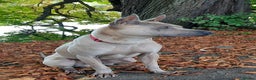 Thai Ridgeback dogs for stud: Thai Ridgeback Stud in Maidstone - Advert 10