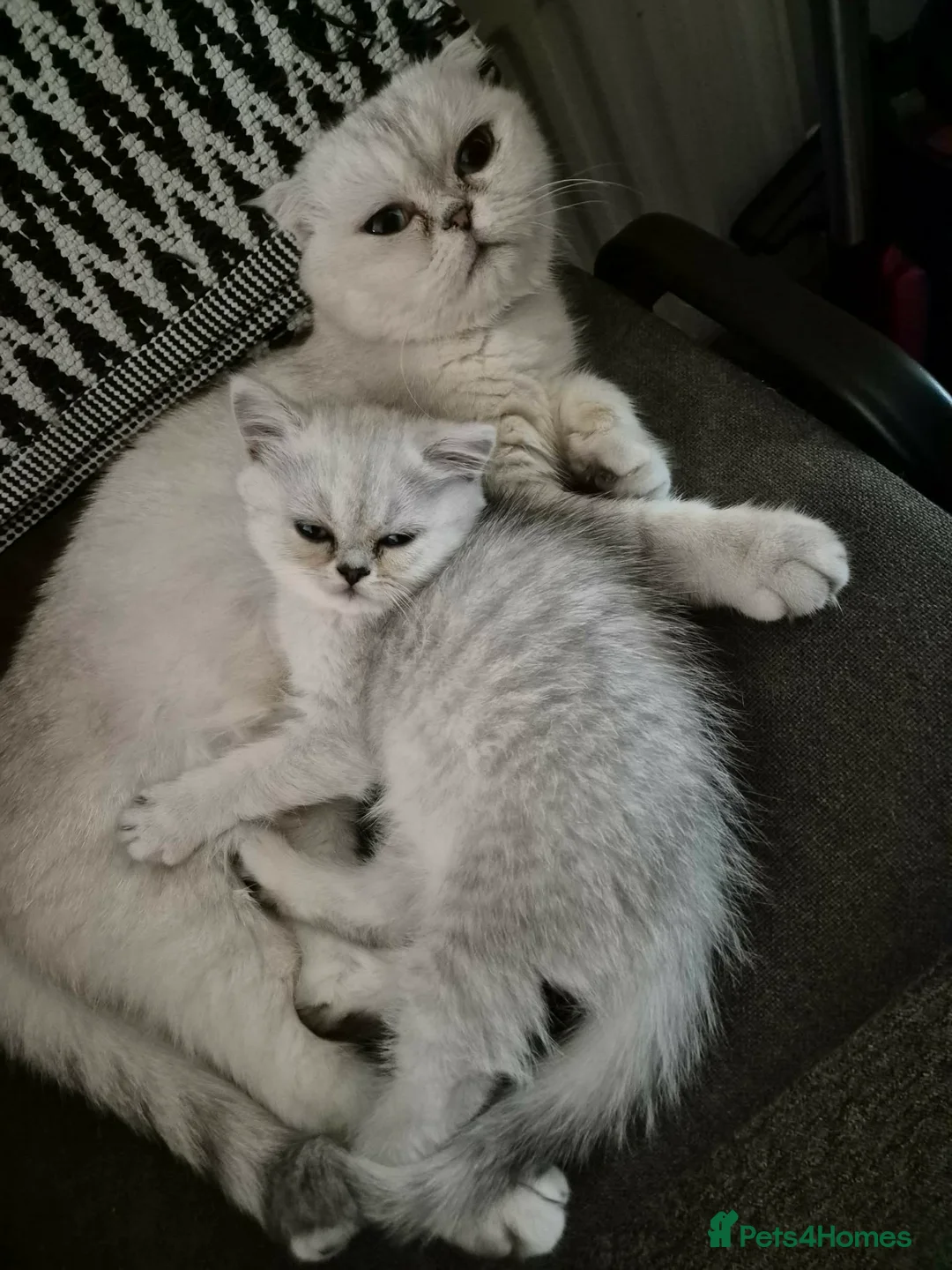 Scottish Fold cats for sale: 2 girls kittens are looking for a loving home in Brentwood - Advert 1