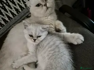 Scottish Fold cats 2 girls kittens are looking for a loving home - Advert 12