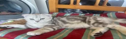 Scottish Fold cats for sale: Scottish Fold/Straight - Advert 18