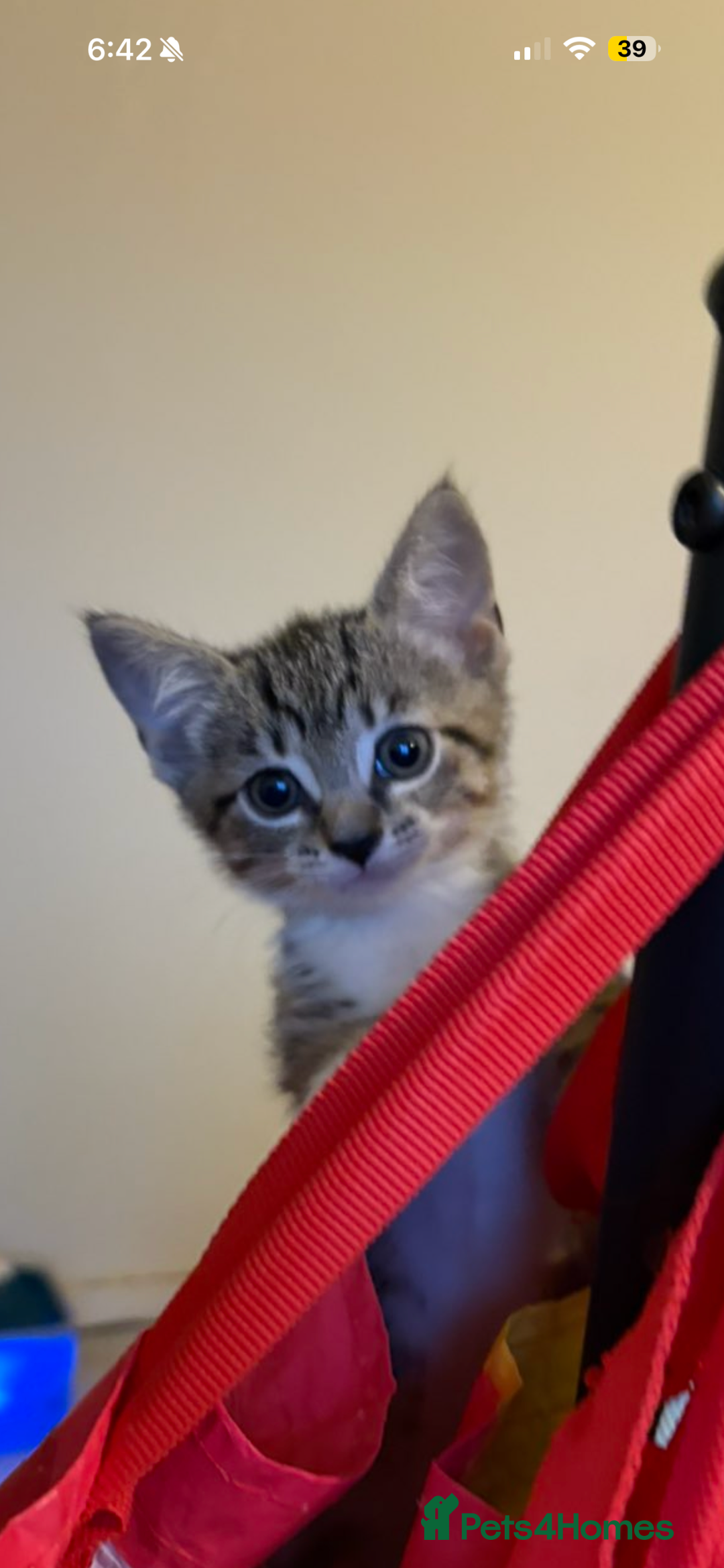 Mixed Breed cats for sale: Two tabby kittens available now £80 - Image 5