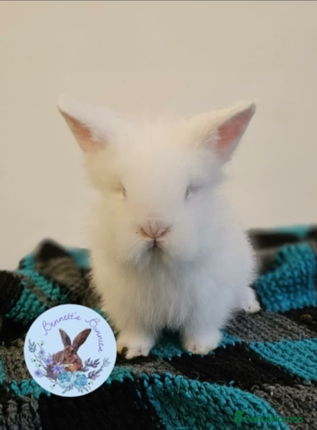 Lionhead rabbits for sale: DM Lionhead  - Advert 2