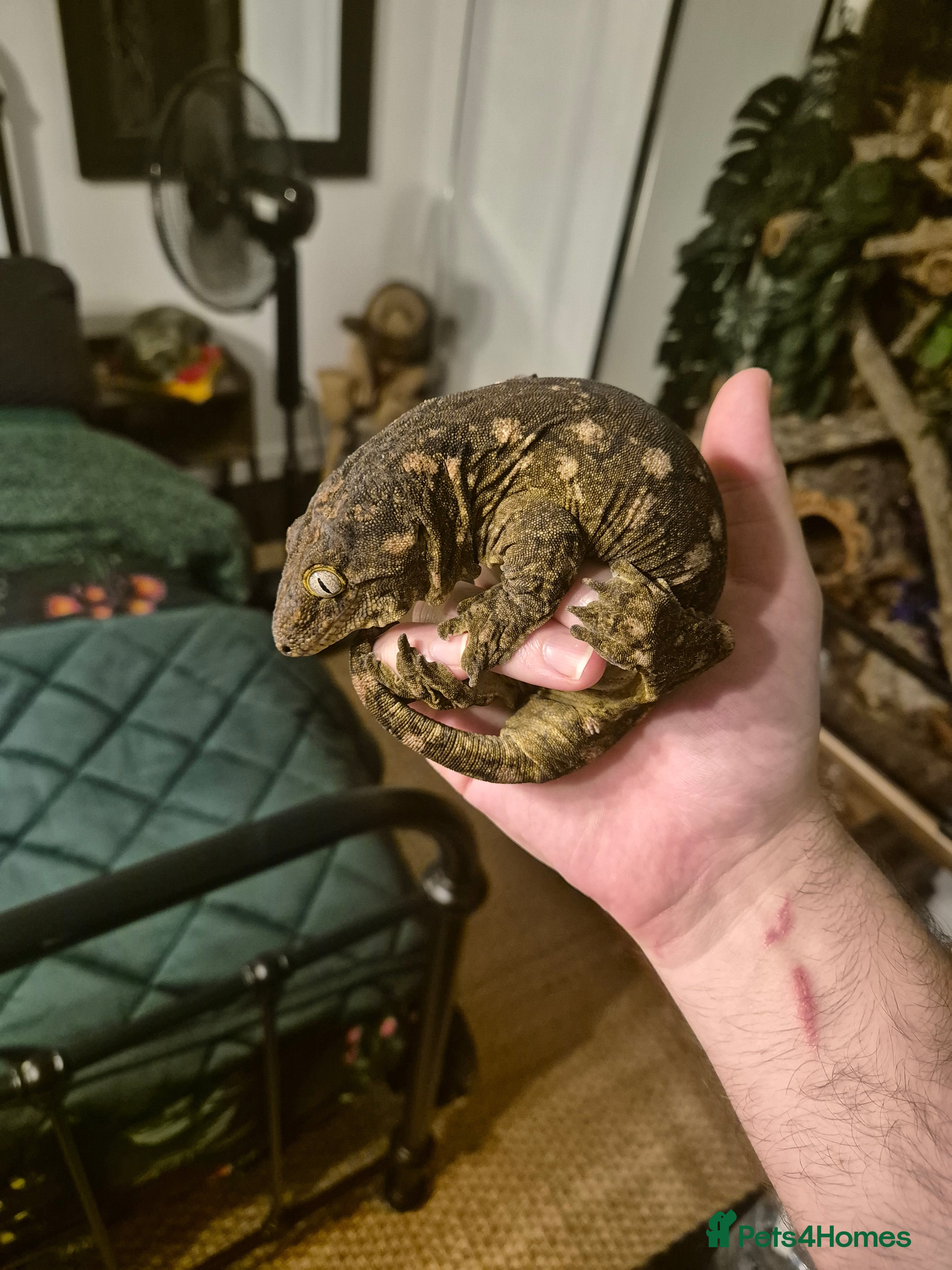 Gecko reptiles Giant Gecko (leachianus) + Setup - Advert 9