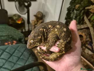 Gecko reptiles Giant Gecko (leachianus) + Setup - Advert 9