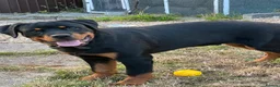 Rottweiler dogs for sale: Rottweiler puppies for show & breeding - Advert 17