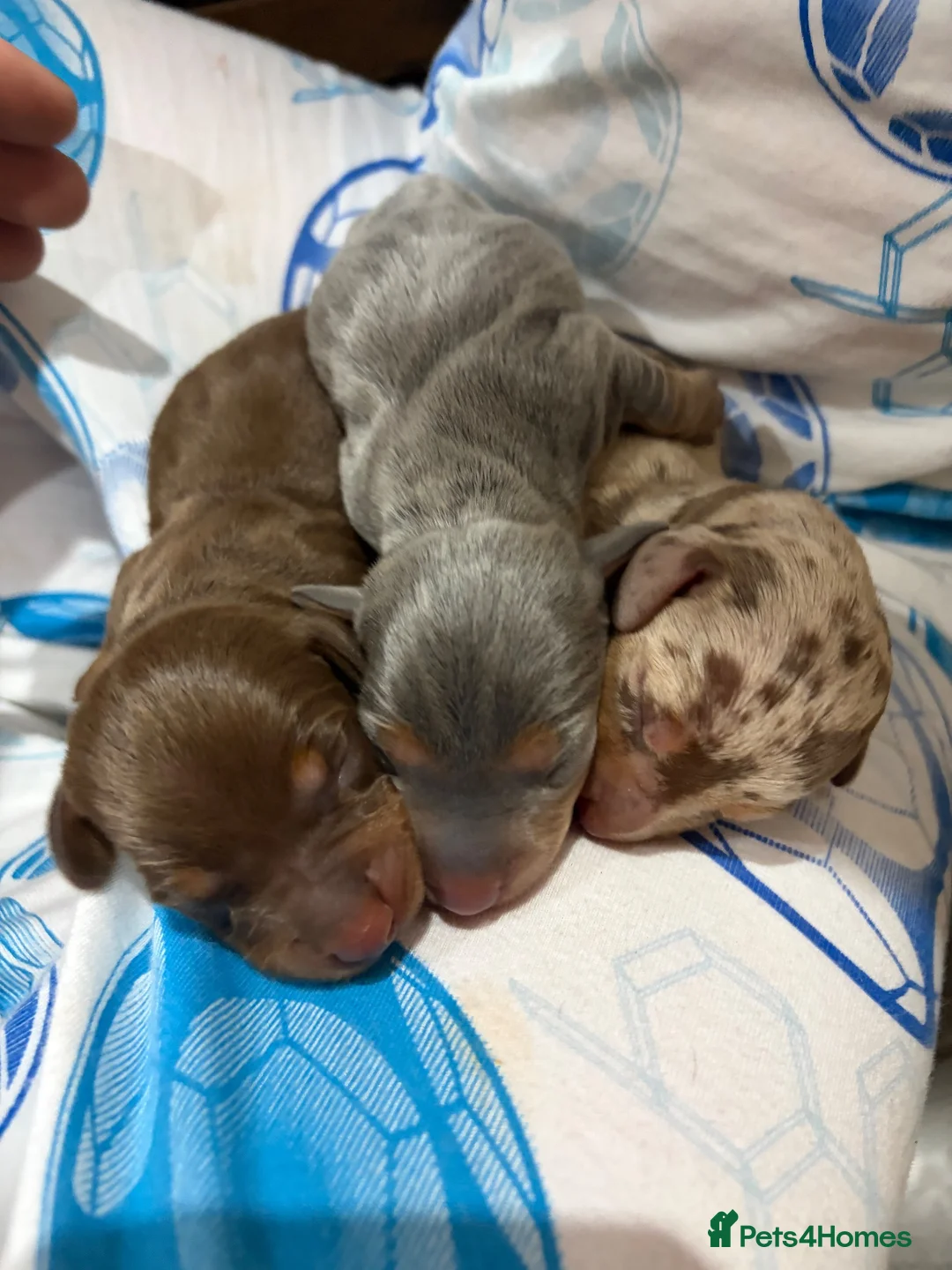 Miniature Dachshund dogs for sale: Miniature dachshund puppies in Ashington - Advert 10