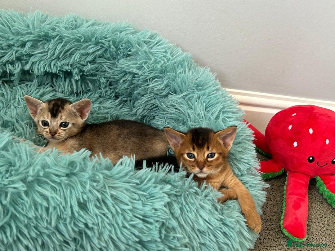 Abyssinian cats for sale: TICA reg Abyssinian sweet kittens rare colours  - Image 23