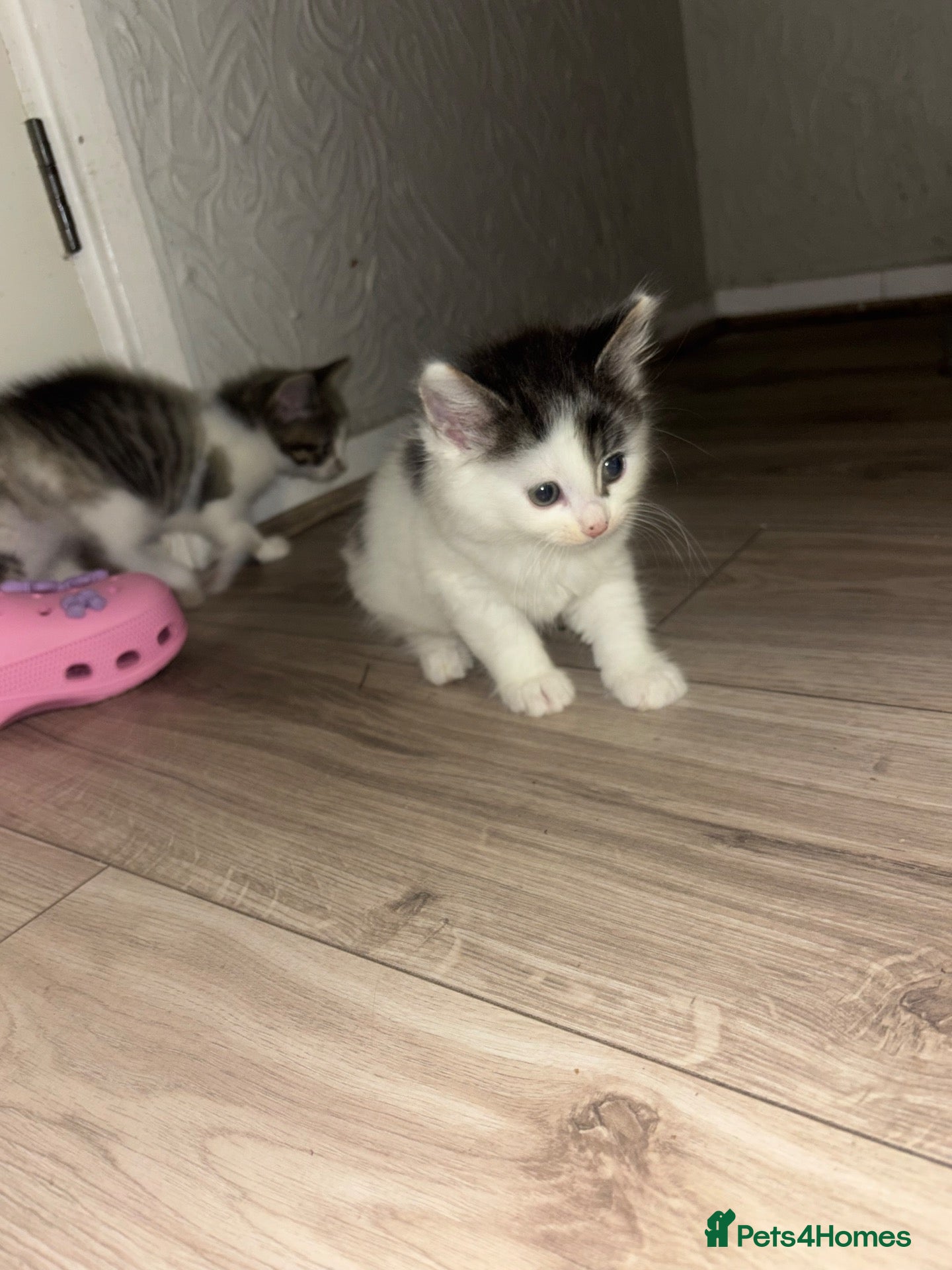 Mixed Breed cats 4 Fluffy Siamese kittens  - Advert 1