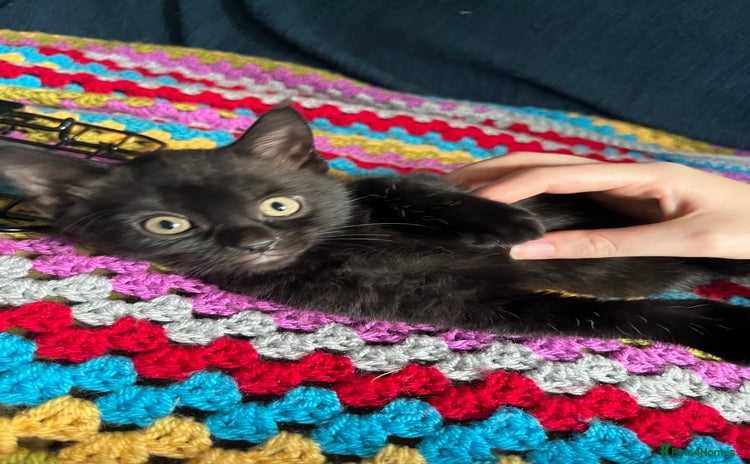 Mixed Breed cats - Advert 1