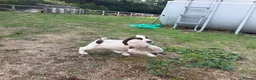 English Springer Spaniel dogs for sale: Two boys available from a Open fiekd trial winner - Advert 8