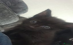 Mixed Breed cats for sale: Kittens for sale  - Advert 18