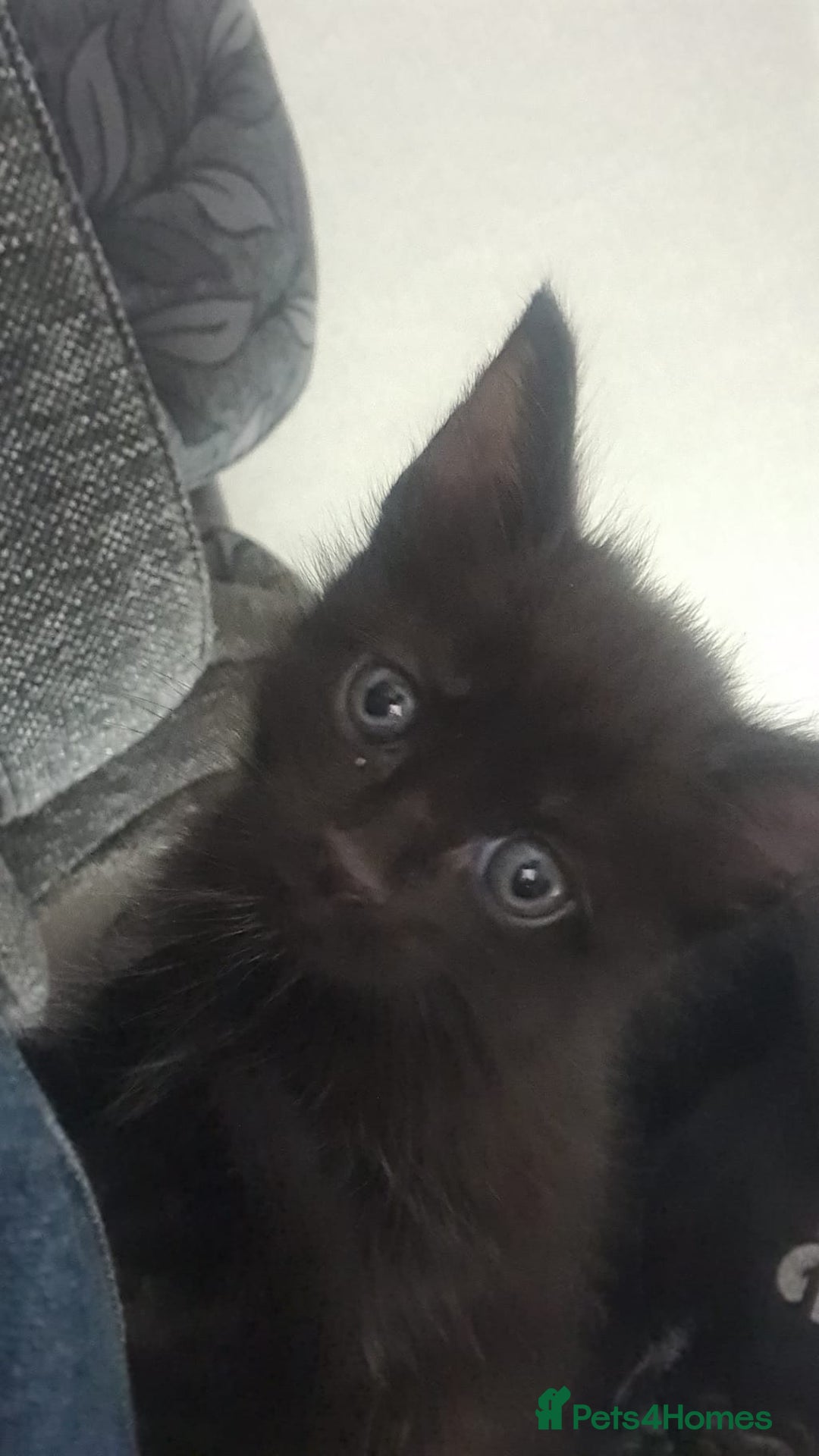 Mixed Breed cats for sale: Kittens for sale  - Advert 18