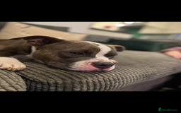Mixed Breed dogs for sale: Female Pocket Bully / Staffy  - Image 2