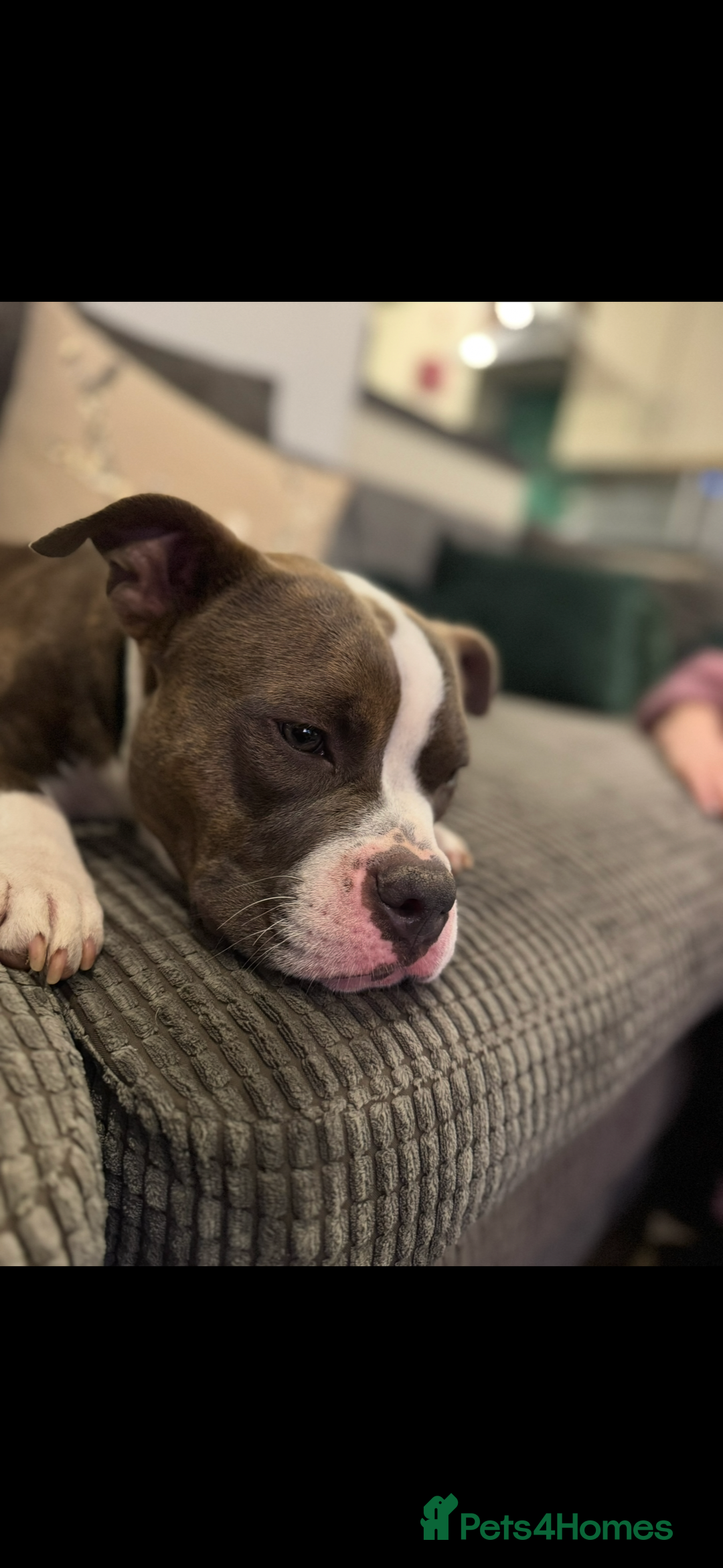 Mixed Breed dogs for sale: Female Pocket Bully / Staffy  - Image 2