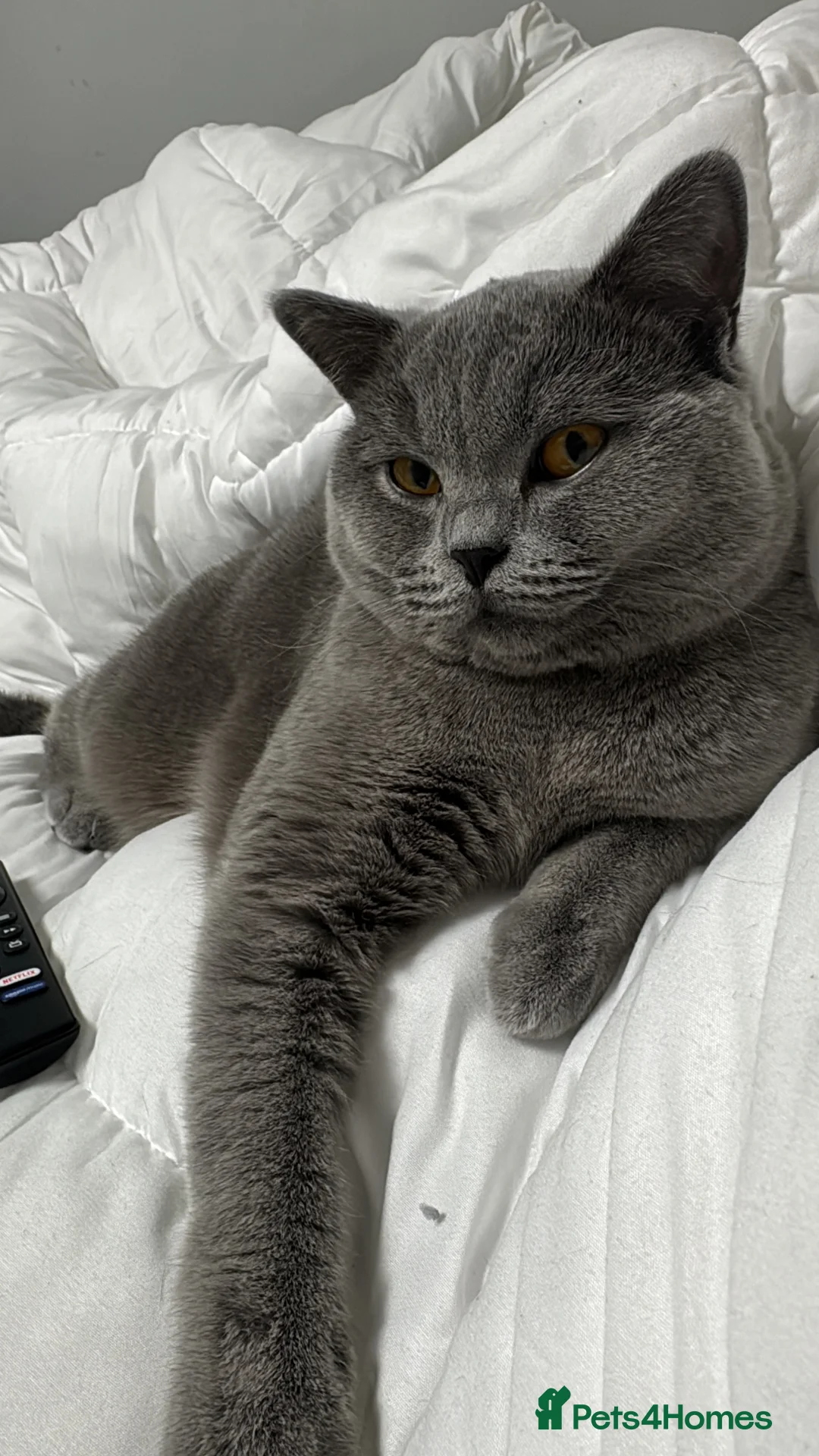 British Shorthair cats for sale: 10 month old Make British Shorthair  - Advert 1