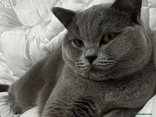 British Shorthair cats 10 month old Make British Shorthair - Advert 3