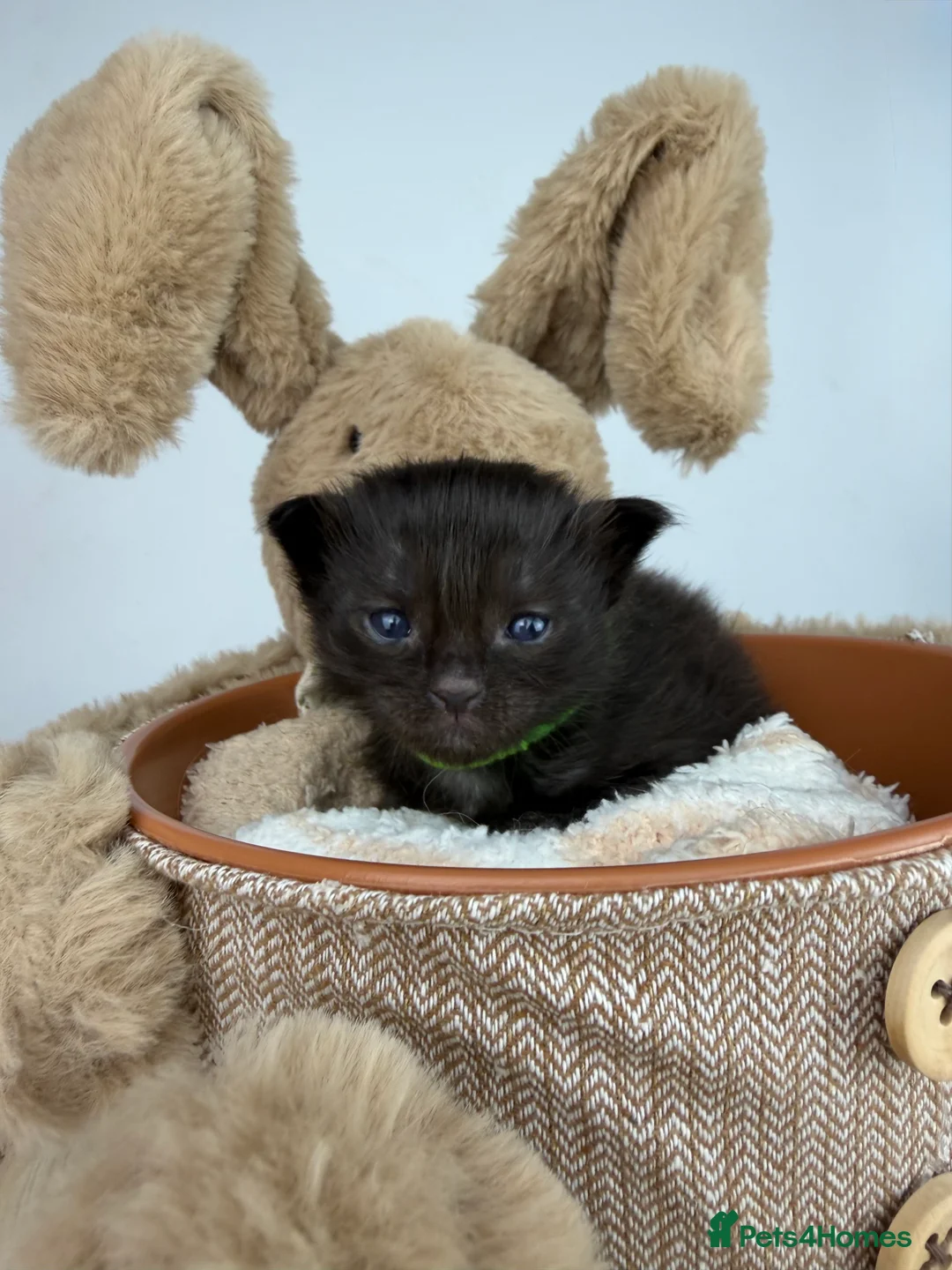 Ragcoon cats for sale: 🤍 RAGDOLL X MC KITTENS | HEALTH-TESTED PARENTS - Advert 16