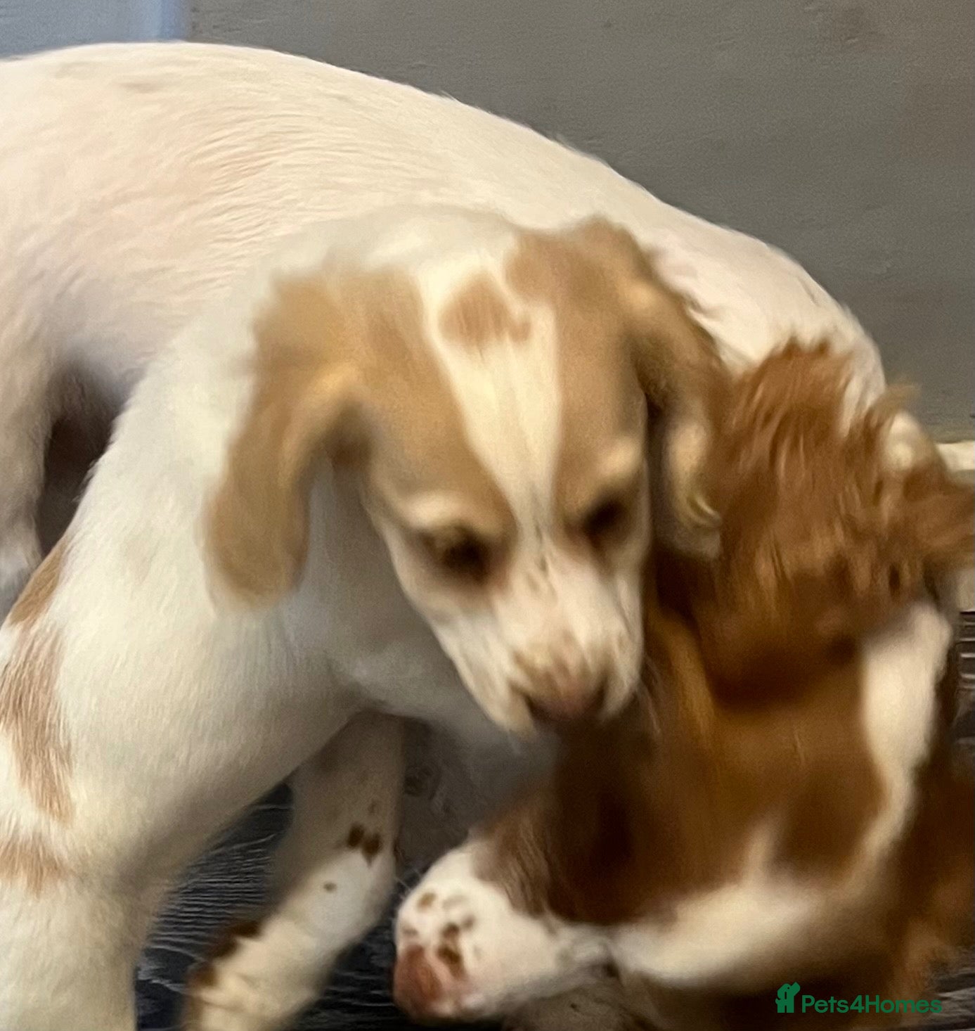 Cocker Spaniel dogs Working Cocker Spaniels - Advert 12