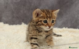 Bengal cats for sale: 🔥Beautiful little bengal girl for reservation🔥 - Image 4
