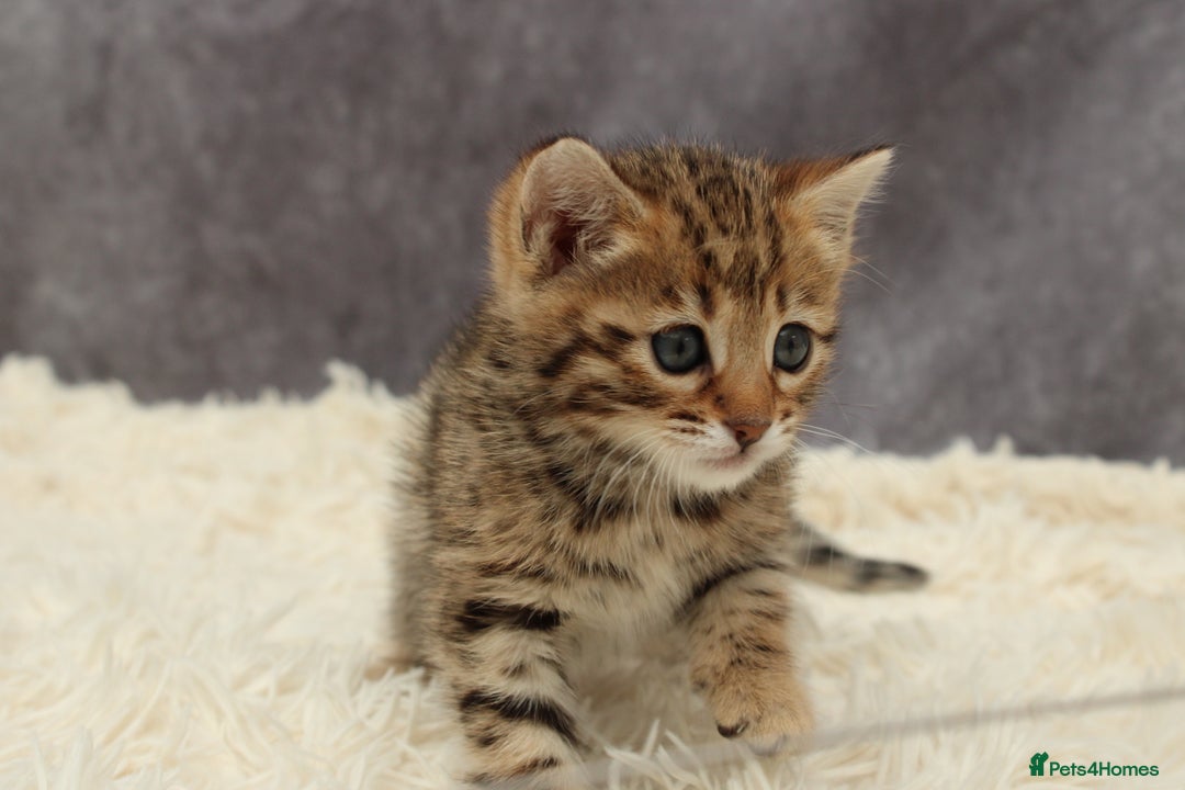 Bengal cats for sale: 🔥Beautiful little bengal girl for reservation🔥 - Image 4