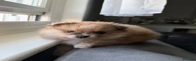 Bear Sable coloured Pomeranian 