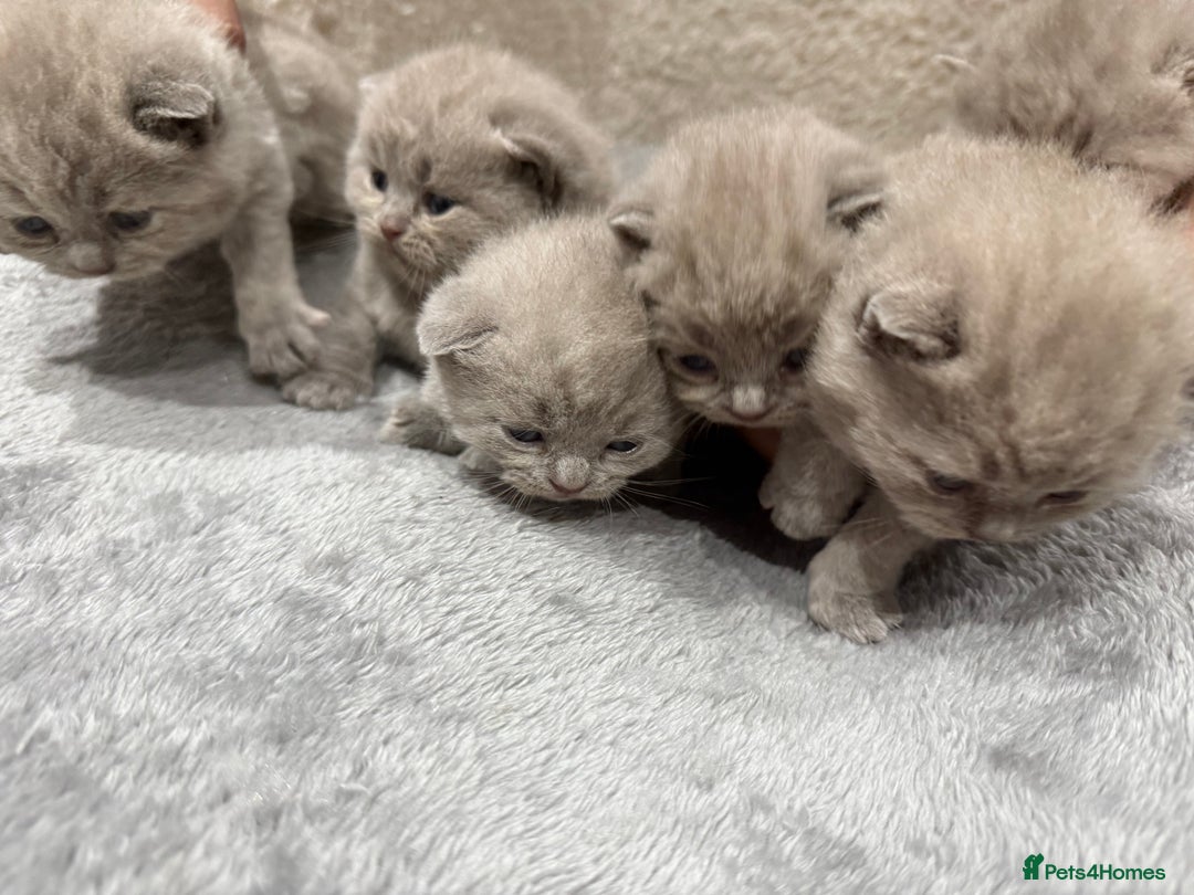 British Shorthair cats for sale: Champions bloodline British Shorthair Kittens! 🐾  - Image 4