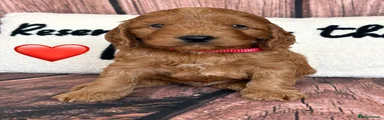 Red Collar Male