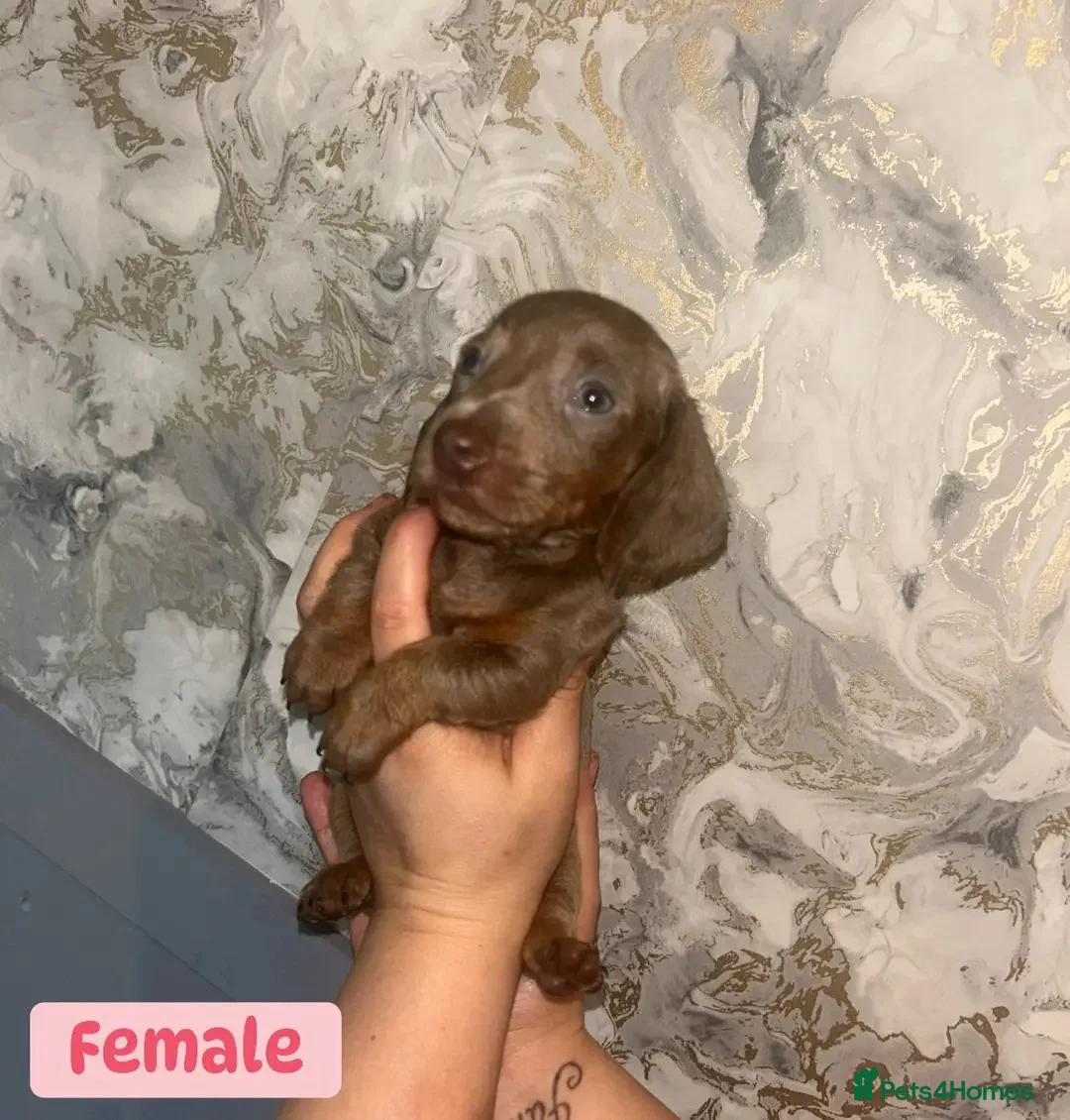 Miniature Dachshund dogs for sale: Minature Dachshund puppys  - Advert 4