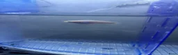 Bettas fish for sale: Mixed betta fish  - Advert 15