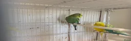 Budgerigars birds for sale: Budgies  - Advert 6
