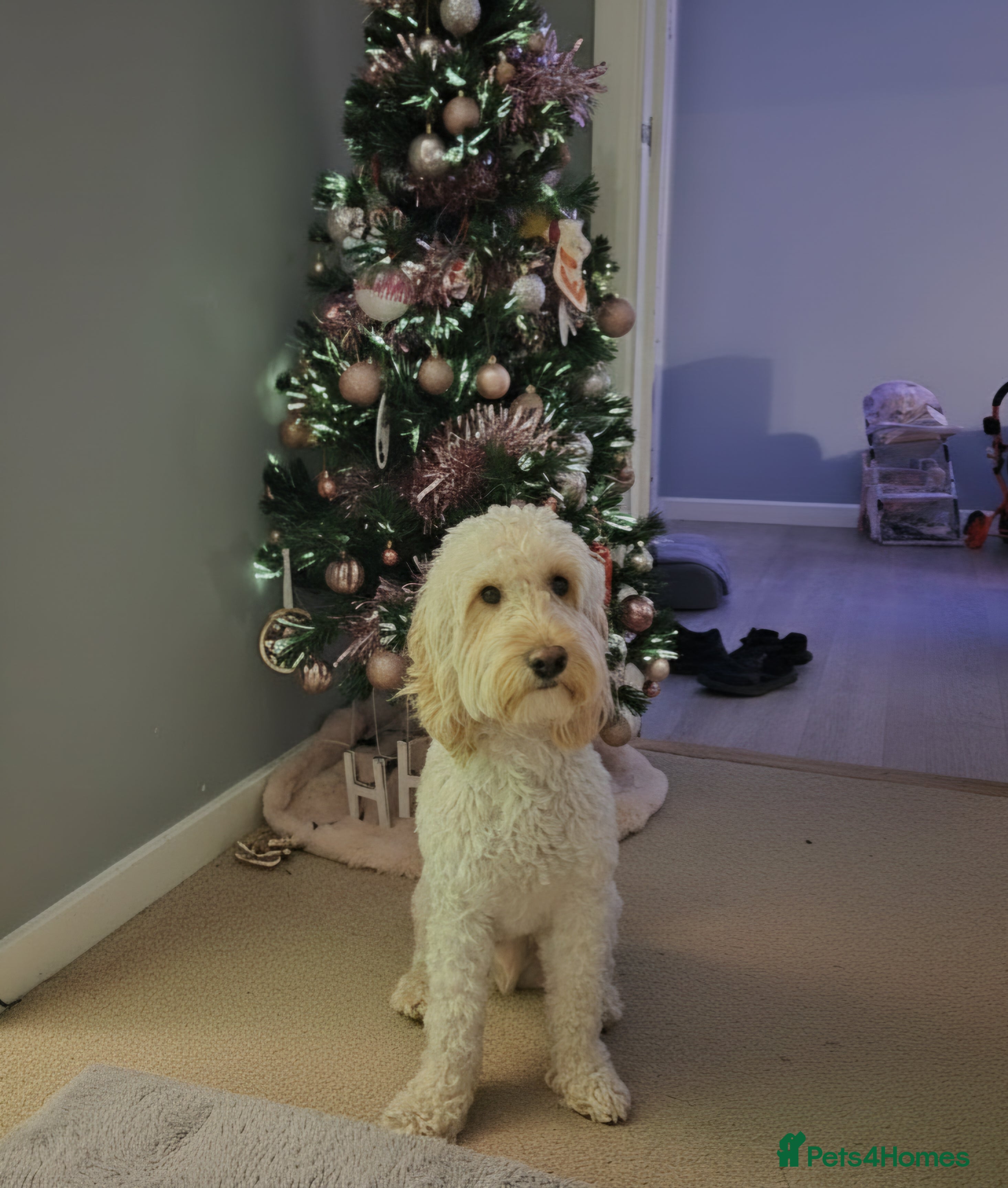 Cockapoo dogs Cockapoo for stud  - Advert 2