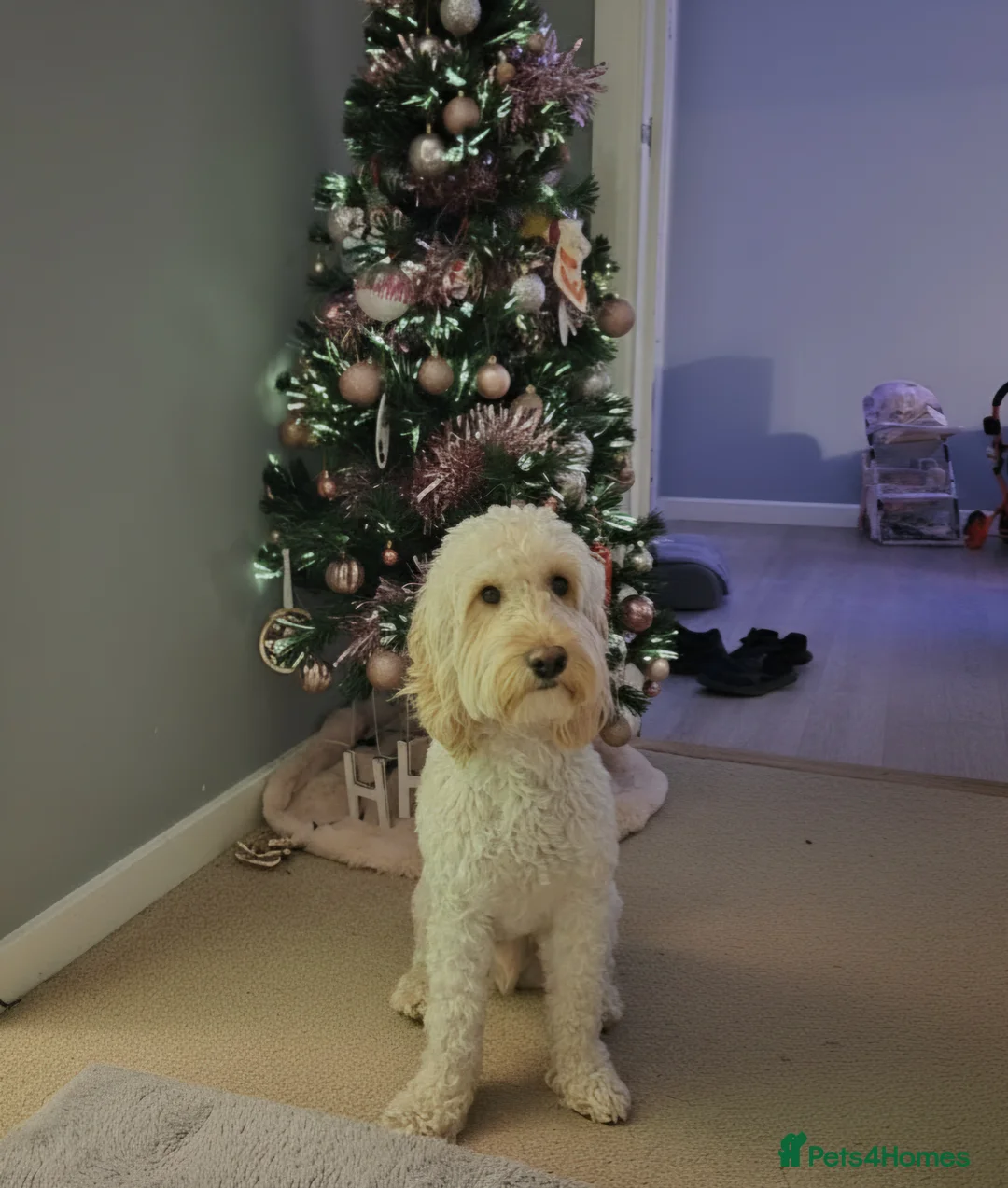 Cockapoo dogs for stud: Cockapoo for stud  - Advert 1