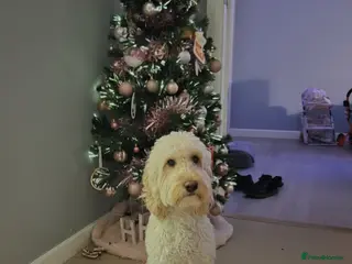 Cockapoo dogs Cockapoo for stud - Advert 8