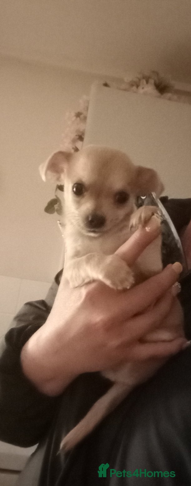 Chihuahua dogs 💛💚PEDIGREE CHIHUAHUAS💚💛 1 BOY LEFT - Advert 13