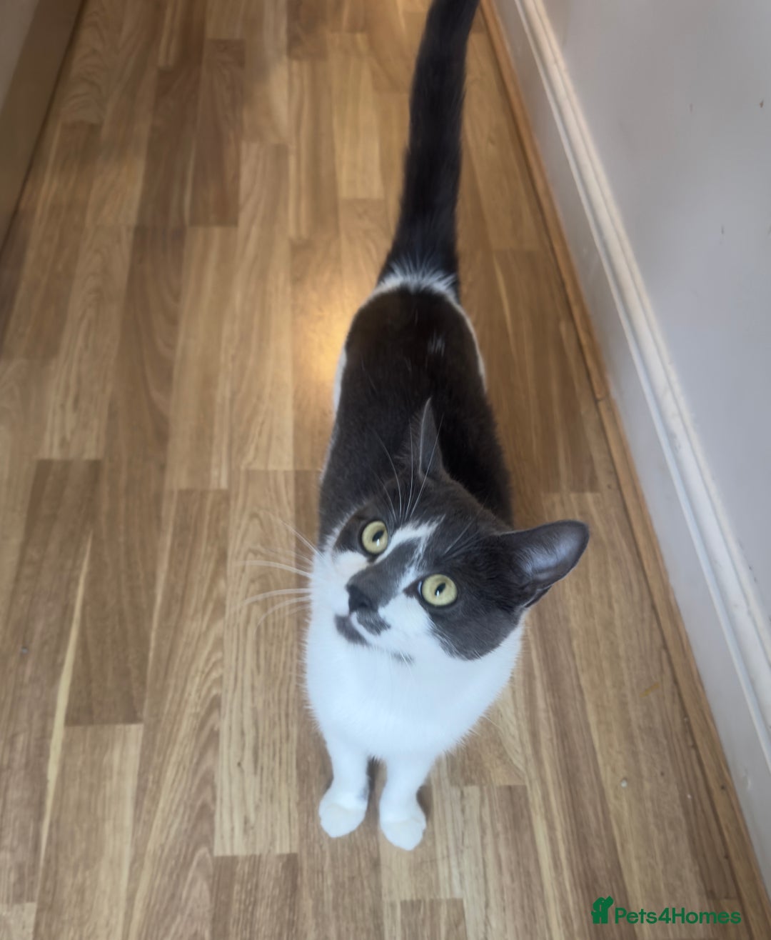 British Shorthair cats for sale: Female Cat - Advert 3