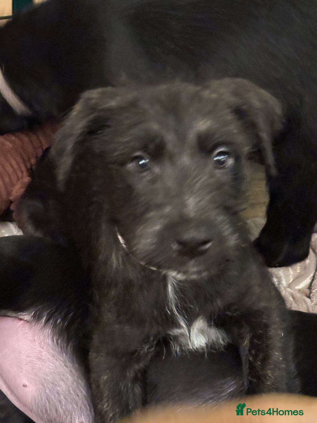 Mixed Breed dogs for sale: Belgian Malinois X Lurcher - Advert 9