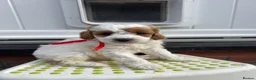 Cavapoo dogs for sale: Available TODAY ❤️ F1b Cavapoo Puppies  - Advert 4