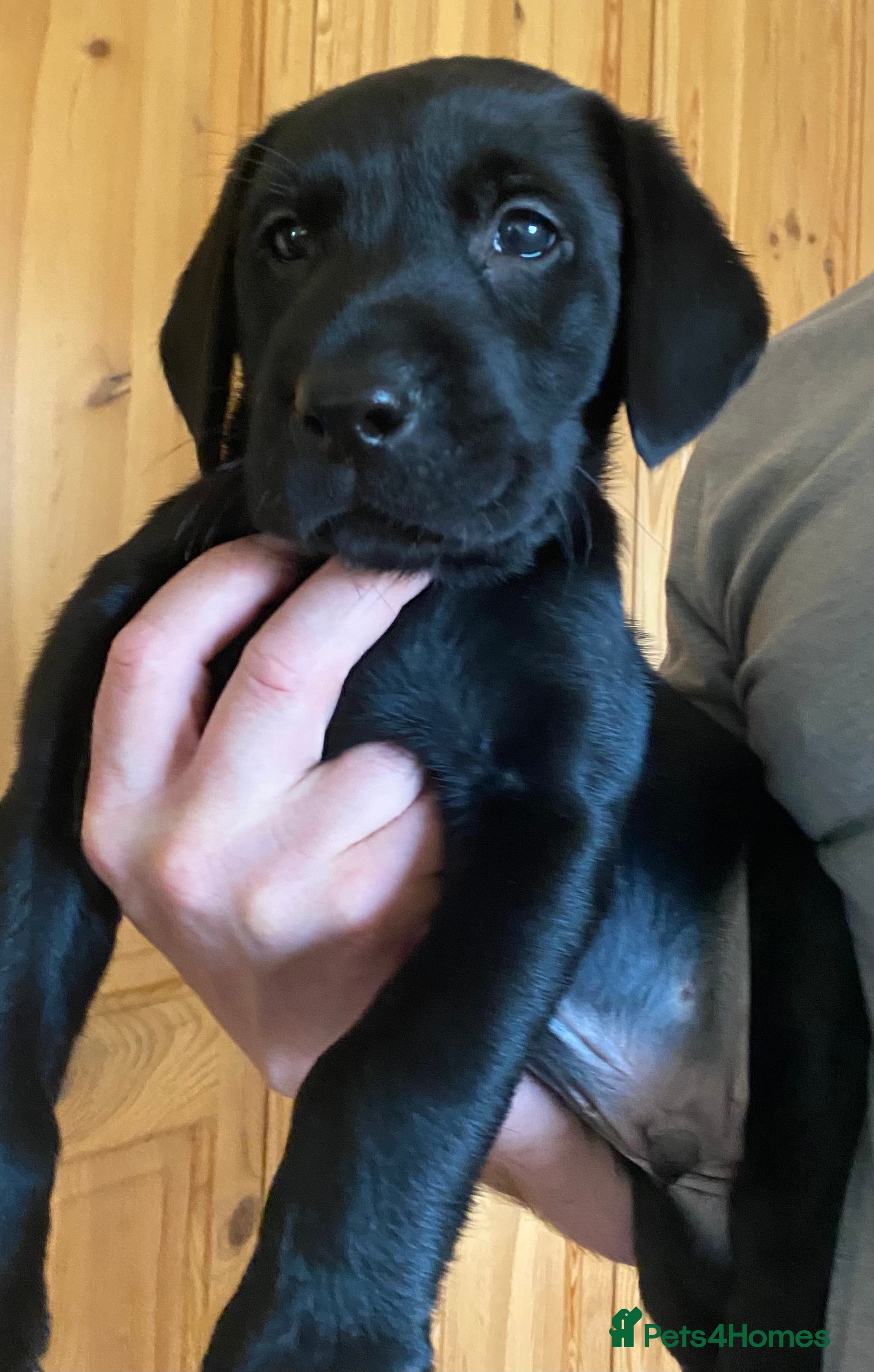 Labrador Retriever dogs KC reg Labrador retriever puppies for sale  - Advert 2