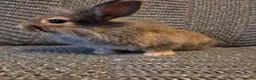 Lionhead rabbits for sale: Very tame Lion head bunnies 9 wk 1🩷1🩵 - Advert 12