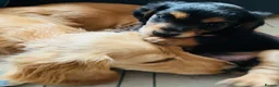 Miniature Dachshund dogs for sale: Black&Tan Puppies Looking for Their Forever Homes! - Advert 5