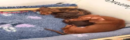 Miniature Dachshund dogs for sale: Boy miniature long haired daschund ready now  - Advert 2