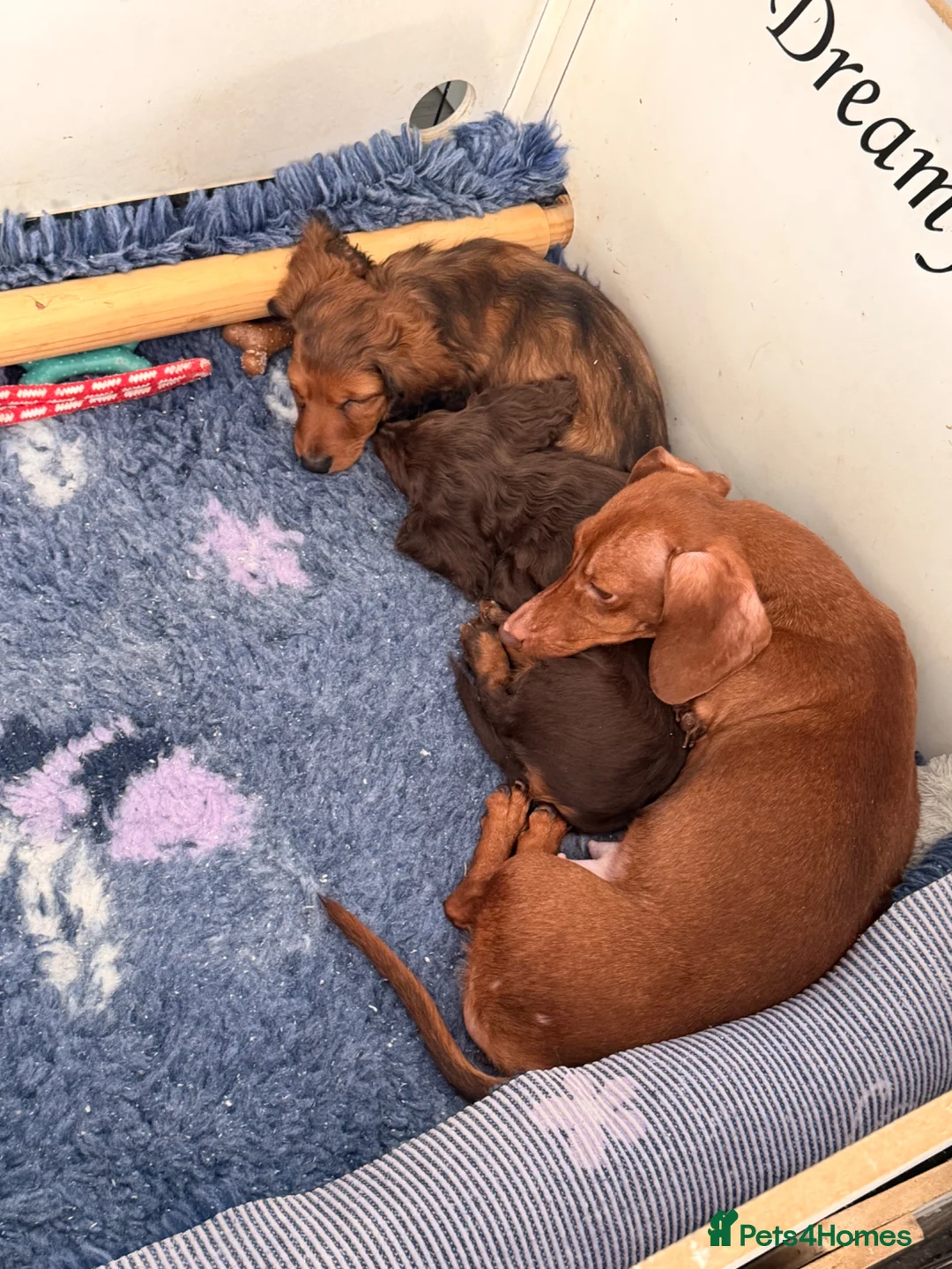 Miniature Dachshund dogs for sale: Boy miniature long haired daschund ready now  - Advert 2