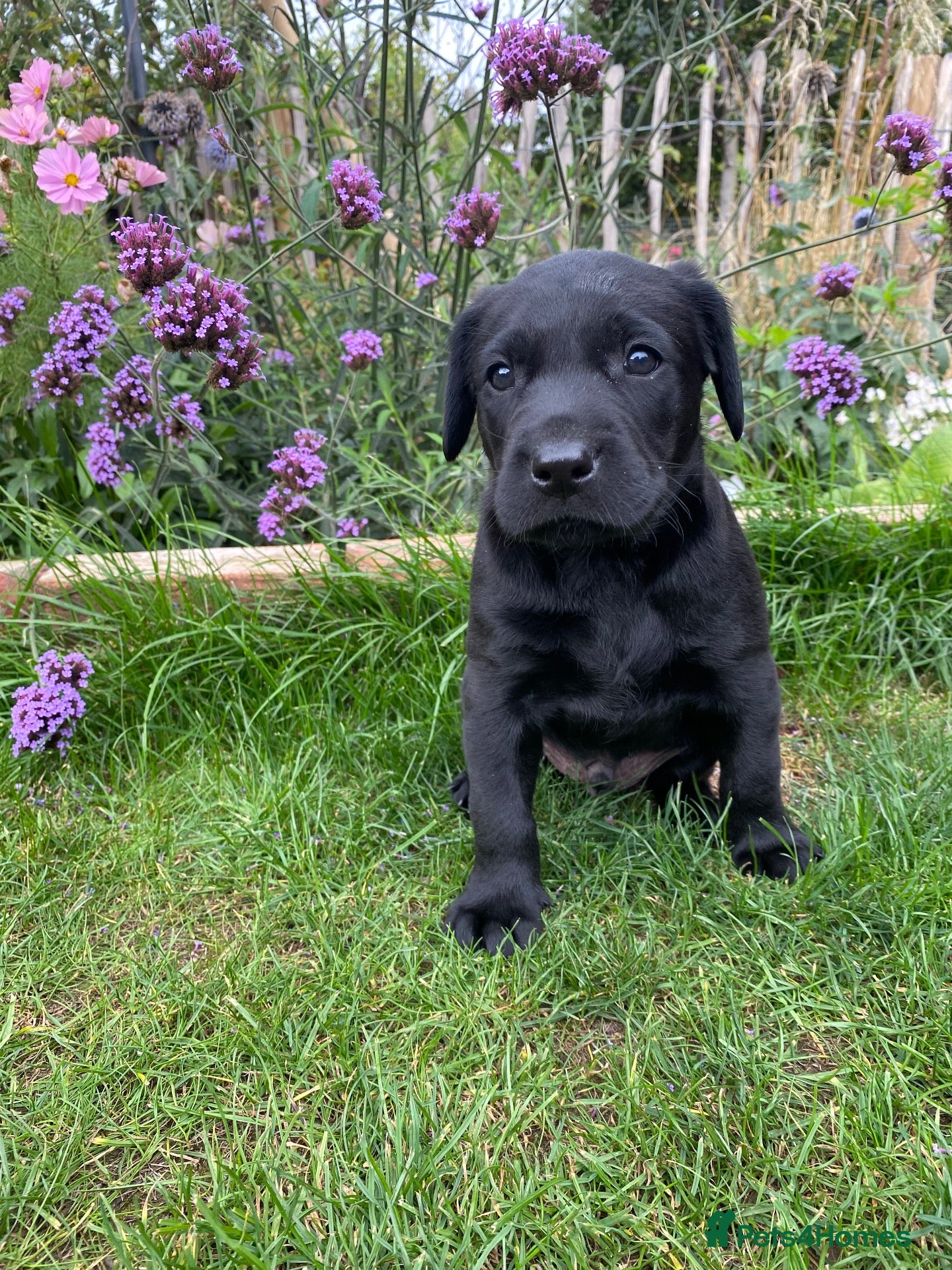 Labrador Retriever dogs 1 left! Health Tested KC Labrador Pups - Advert 1